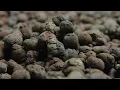 How Clay Pebbles enhances plant performance | An overview by Greens Hydroponics