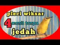 Download Lagu kicau pleci ngiriwik kasar 4 menit tanpa jedah.