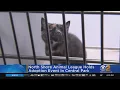 North Shore Animal League holds adoption event in Central Park