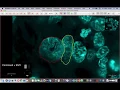 QuPath annotation trick