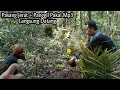 Download Lagu JERAT PUYUH JAMBUL SENGAYAN / ROLLOLUS ROULOUL / PENIOL / SIAU