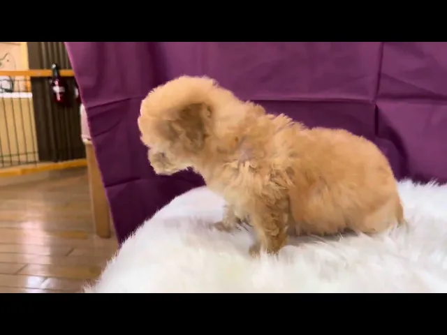 動画