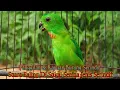 Download Lagu Suara Panggilan \u0026 Rayuan Burung Serindit | Suara Pancingan Yang di Sukai Semua Jenis Burung Serindit