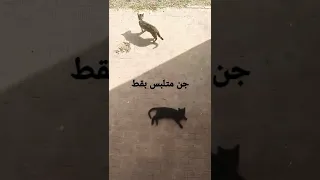جن متلبس على هيئة قط 