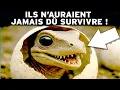 Download Lagu Une aventure jusqu'au Trias : Quand les dinosaures ont fait leurs premiers pas! Histoire de la Terre