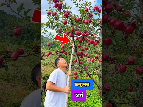 ঘুরে আসুন ফলের স্বর্গ থেকে 😲 লোভনীয় ফল বাগান #shorts