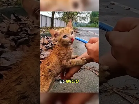 De agonizar bajo las hojas a ser el gatito más amado 🐱❤️ #shorts