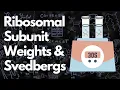 Ribosomal Subunit Weights Prokaryotes and Eukaryotes Svedbergs MCAT