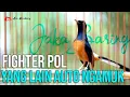Download Lagu MURAI FIGHTER SUDAH PASTI AKAN IKUT TARUNG DAN BONGKAR MATERI | SHAMA BIRD