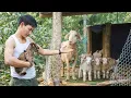 Lagu CEO Trieu Dan's surprise gift for his adorable goats.