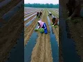 Teknik menanam ubi jalar yang benar oleh para petani di negara China #shorts