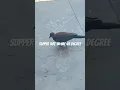 Download Lagu Super hot day in uae #viralvideo #travel #hotday #uaelife #uae #likee #explorefeed #superlike