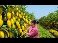 Download Lagu Harvest 1000+ Mangoes and Sell Them at the Countryside Market, Gardening, Cooking
