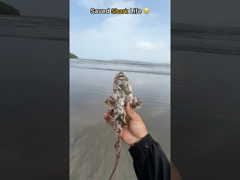 Couldn’t just watch… had to save this little shark 🥺