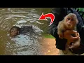 Download Lagu Brother helps hug, bring Baila to go swim after feeding milk to her