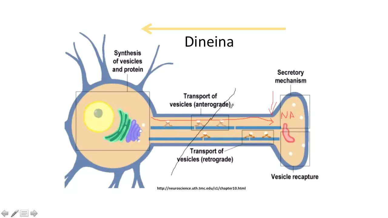 Las neuronas y las sinapsis.