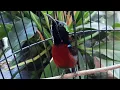 Roll konin dada merah gacor ~ Pancingan kolibri ninja malas bunyi