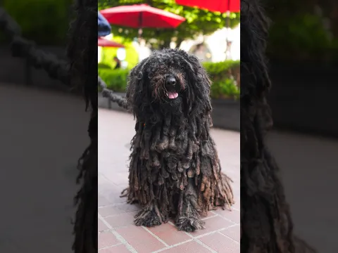 New breed unlocked! Meet Luke the Puli 🐶📸 #DogPhotographer #DogPhotography #Puli