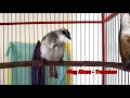 Download Lagu TRUCUKA BISU langsung PANAS ikutan GACOR ROPEL dengan pancingan ini