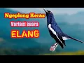 Download Lagu Pancingan kacer ngeplong variasi suara elang bikin kacer lain nyaut emosiii
