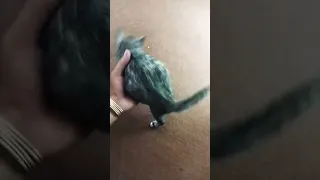 پیشی خوشخواب م نگ                                                                                    دندنها