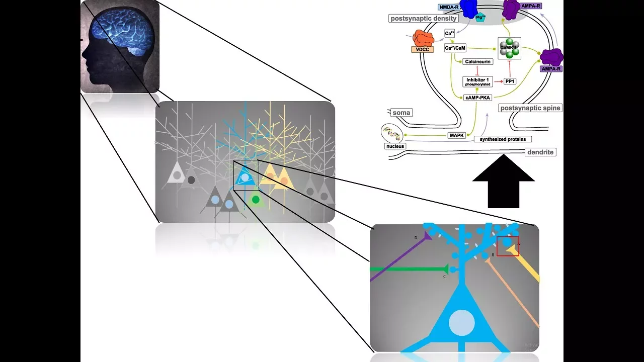Long term synaptic depression (LTD )
