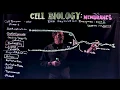 DNA Replication Leading and Lagging Strands