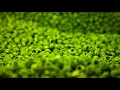 Nora En Pure - Oblivion (Extended Mix)