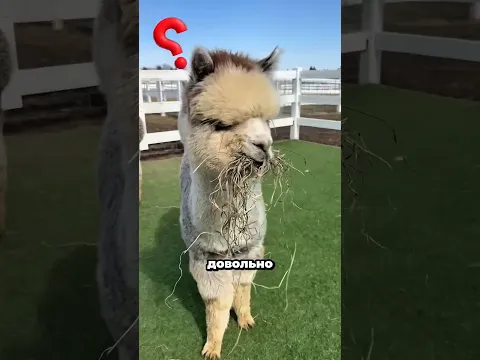 Почему альпаки плюются в людей? 🦙😱