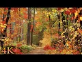 Download Lagu 11 HOURS of 4K Enchanting Autumn Nature Scenes + Relaxing Piano Music for Stress Relief