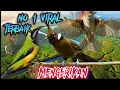 Download Lagu Masteran cucak cungkok, cililin, greja tarung  viral Terbaik..