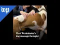 Meet Westminster s dog massage therapist