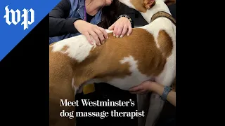 Meet Westminster s dog massage therapist