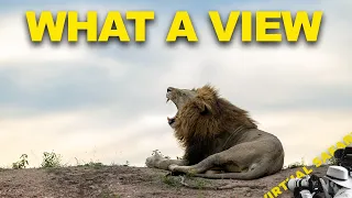 Pregnant Leopard. Yawning Lions. | Virtual Safari #344