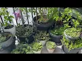 Music for Plants 🌱 432 Hz Frequency for Powerful Growing and Healing