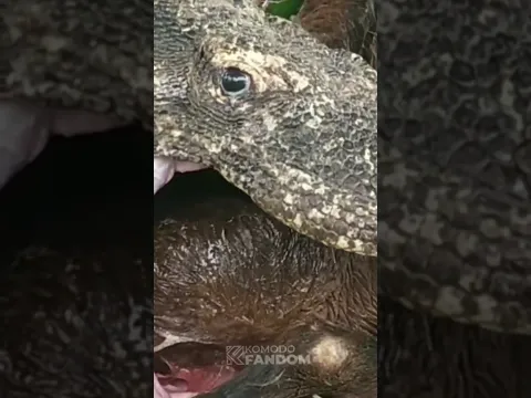Komodo Dragon's Jaw Expands to Devour Entire Boar #wildlife #predator #shorts