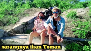 sarang toman mancing cantik mancing mania fishing mania