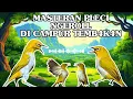 Download Lagu Masteran burung pleci paling mewah terbaru 2025