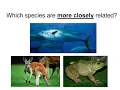 Cladograms Intro
