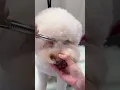 Lagotto Romagnolo Grooming - Quick Trim Styling