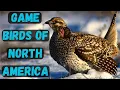 A Guide to the Upland Game Birds of North America With range maps and pictures