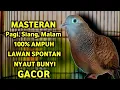 Download Lagu Perkutut Betina Memanggil Jantan Suara PALING BERHASIL Memancing Perkutut Jantan Langsung Manggung