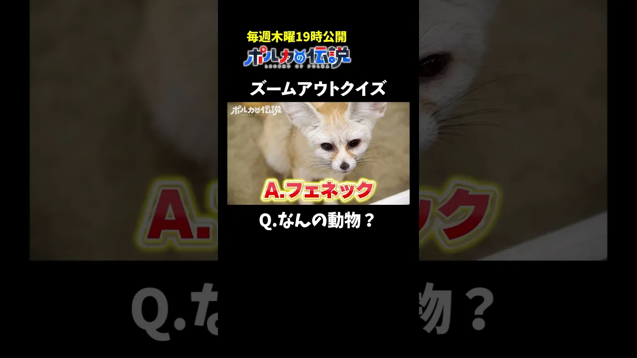 引いていく画像から正体を当てるクイズ #ポルカの伝説 #尾丸ポルカ #shorts