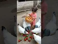 Ayam nya bertelur #trendingshorts #ayambertelur