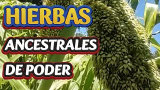 HIERVAS ANCESTRALES DE PODER Y MEDICINA