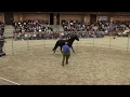 Watch Monty Roberts put first saddle bridle and rider up in 30 minutes on Corona