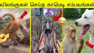 விலங்குகள் செய்த 100 காமெடி சம்பவங்கள்🤣!! வாங்க சிரிக்கலாம் 🤣🤣