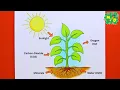 How to Draw Photosynthesis Process Step by Step Easy Science Drawing for Students
