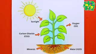 How to Draw Photosynthesis Process Step by Step Easy Science Drawing for Students