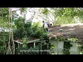 NATURE TOOK OVER  Property so I SAVED them - this an OVERGROWN NIGHTMARE - TREE GROWS ON HOUSE